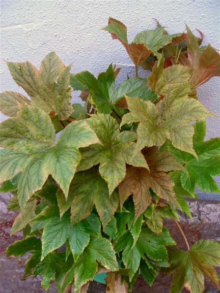 B. ‘Aripeka’